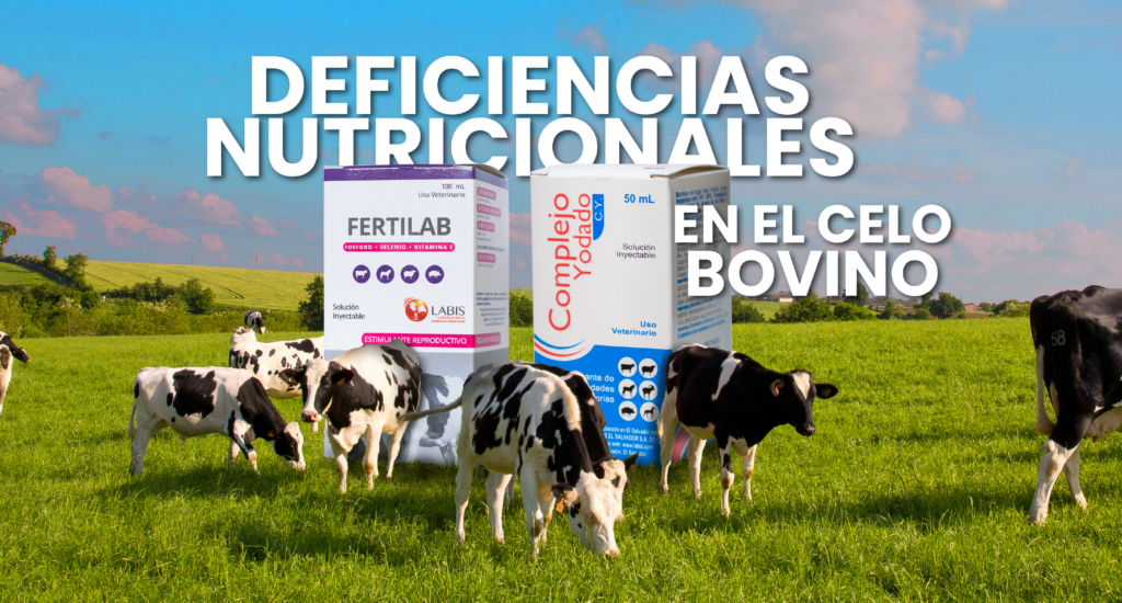 Impacto de las deficiencias nutricionales en el celo bovino: ¿Por qué tus vacas no están ciclando?